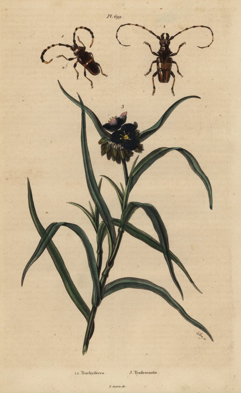 Trachyderes succinctus 1, Trachyderes mandibularis 2, and Virginia spiderwort, Tradescantia virginiana 3 作者 不明