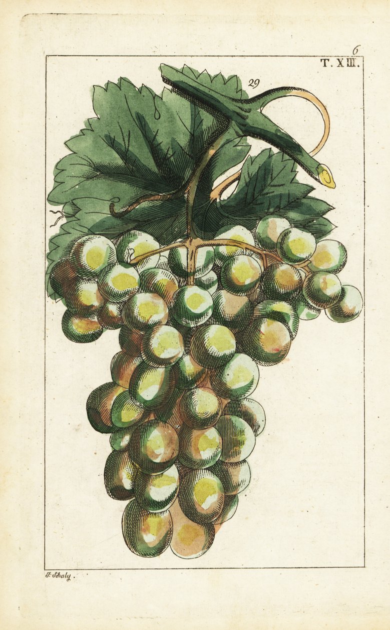 葡萄品种，葡萄属（Vitis vinifera）。 作者 未知艺术家
