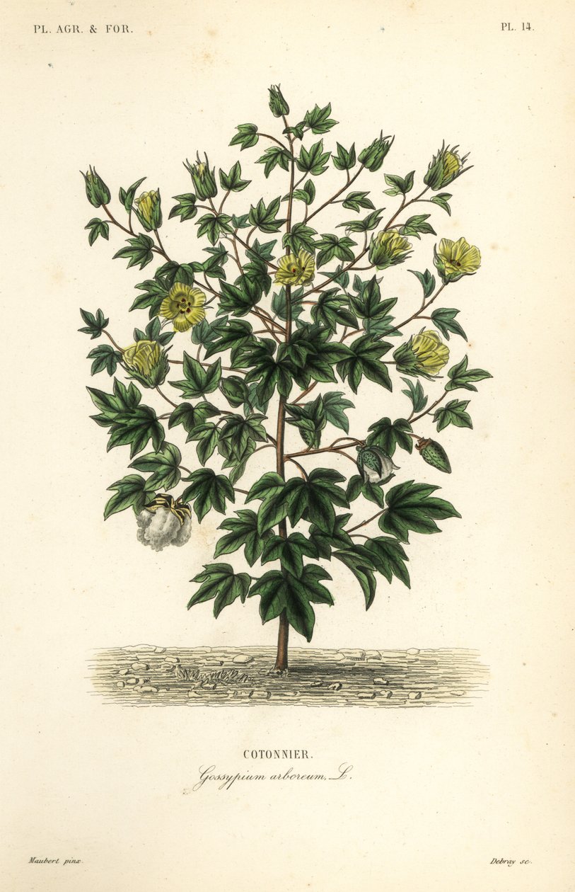 树棉，Gossypium arboreum, Cotoninier 作者 不明