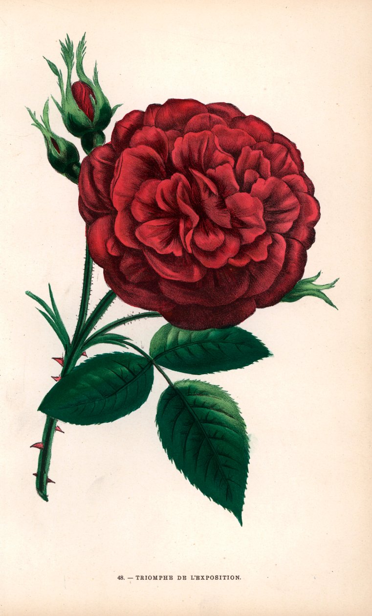 世博会凯旋玫瑰，由 Bourg-la-Reine 的 Margottin 先生培育的杂交玫瑰，在 1855 年巴黎世博会上荣获最高奖。由 F. Grobon 根据 Hippolyte Jamain 和 Eugen 的作品绘制并石版印刷。 作者 未知艺术家