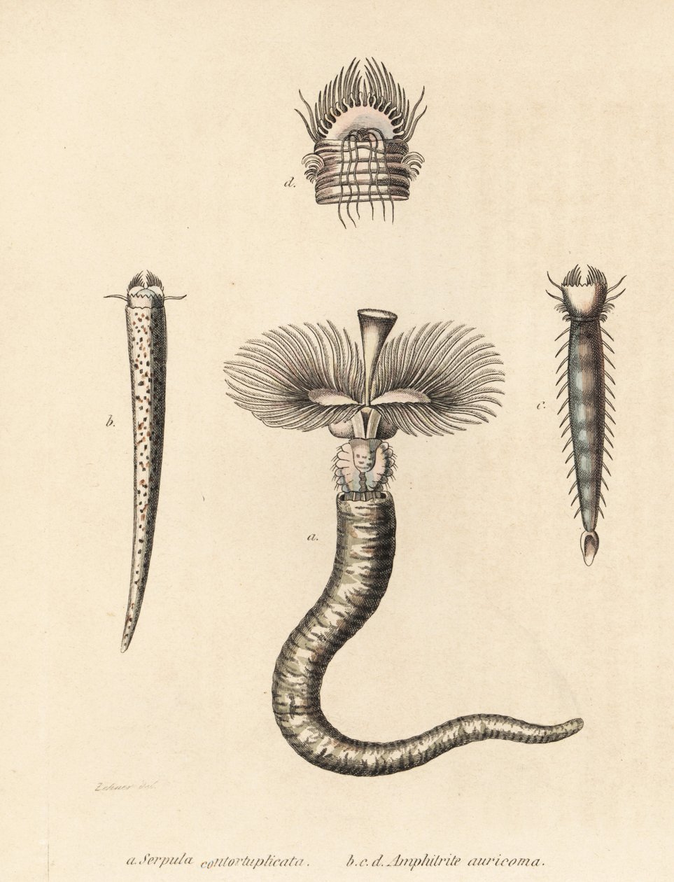 管虫 Serpula vermicularis (Serpula contortuplicata) 和扇形虫 Amphictene auricoma (Amphitrite auricoma)。Gebhart 根据 Georg Friedrich Treitschke 的自然历史画廊《Naturhistoris》中 Zehner 的插图绘制的手工彩色石版画。 作者 未知艺术家