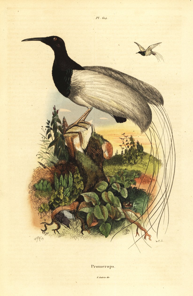 十二线天堂鸟 Seleucidis melanoleucus 作者 不明