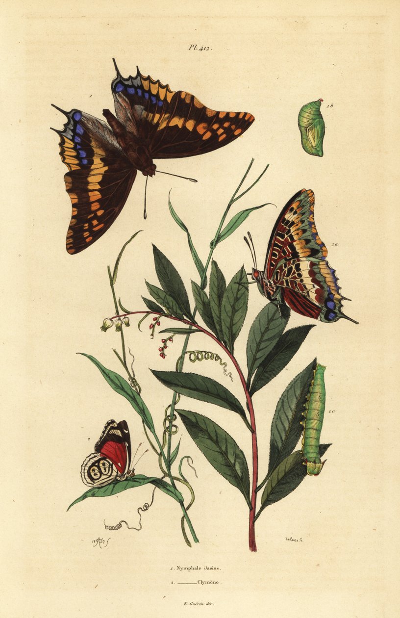 Two-tailed pasha or foxy emperor, Charaxes jasius, with pupa and caterpillar 1, and Cramer