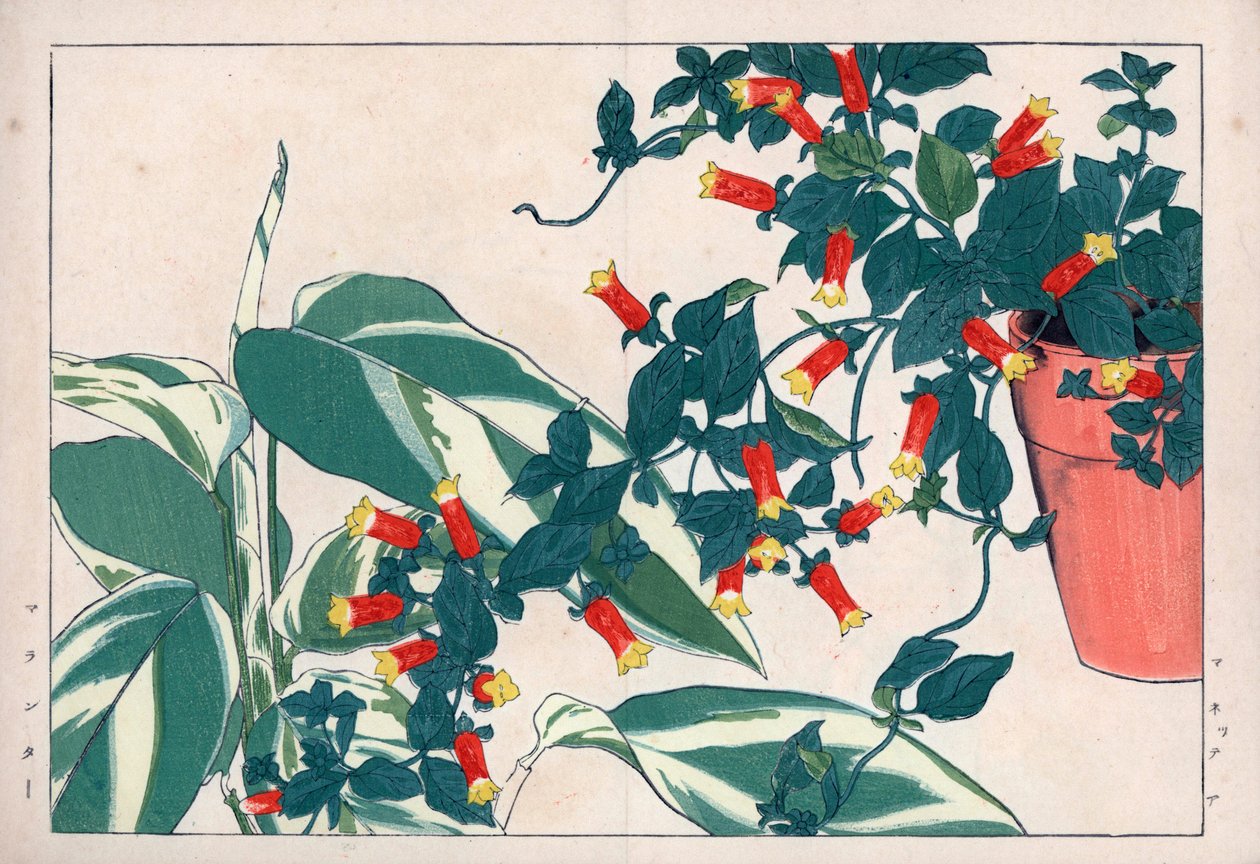 花盆中的双色曼尼提和箭草。花盆中的爆竹藤（Manettia bicolor）和箭毒草（Maranta arundinacea）。谷上弘南的《西洋植物画册》中的手绘木刻版画。 作者 未知艺术家