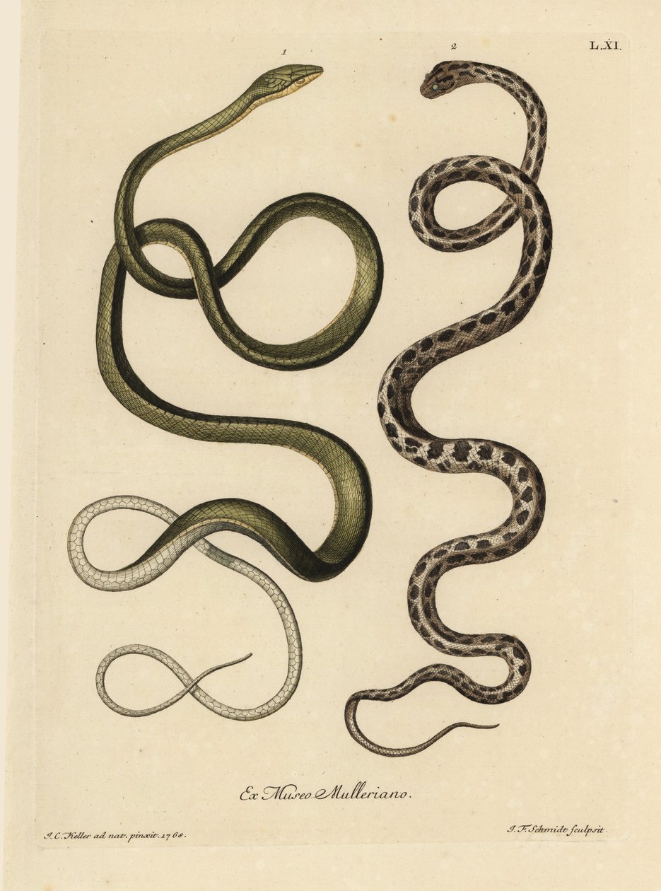 两条苏里南蛇：绿蛇（马来亚绿鞭蛇，Ahaetulla mycterizans）和方格带蛇，Thamnophis marcianus。苏里南的青藤蛇（Coluber mycterizans），一种白色的蛇，优雅地染上了黑色。手彩铜蛇 作者 未知艺术家