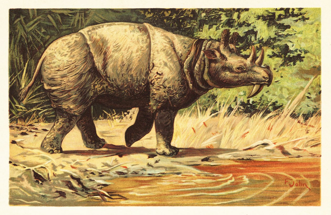 Uintatherium anceps，始新世灭绝的食草哺乳动物。1908 年（石版画） 作者 未知艺术家