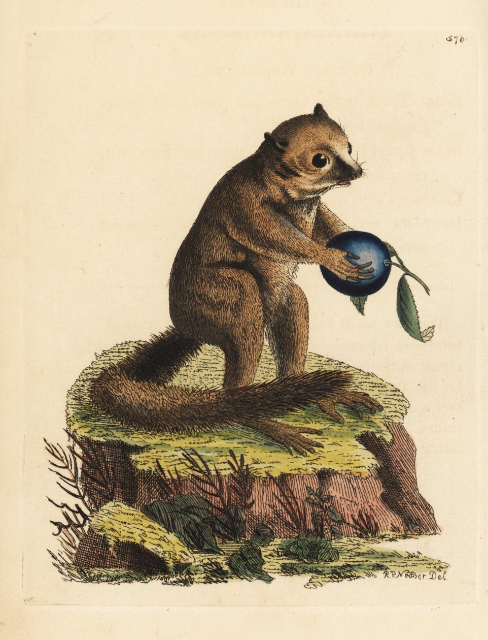 未知种类的小狐猴或鼠狐猴（小狐猴，Lemur minutus）。插图由理查德-波利多尔-诺德绘制并雕刻。乔治-肖和弗雷德里克-诺德的《博物学家杂录》中的手工彩色铜版雕刻，伦敦 作者 未知艺术家