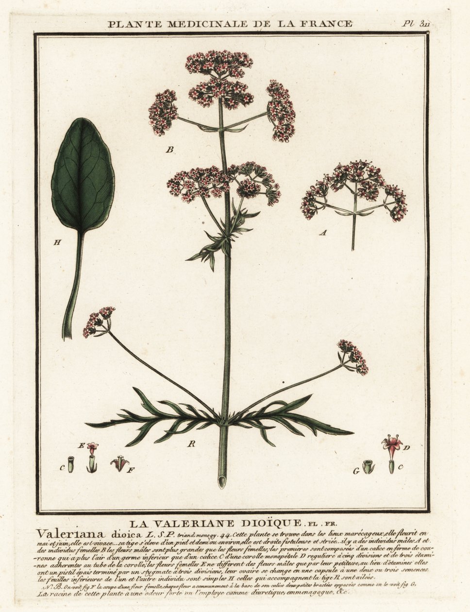 缬草，Valeriana dioica。 作者 未知艺术家