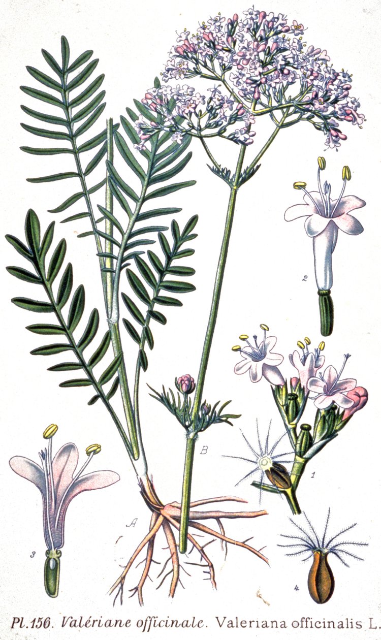 缬草，约 1880-1900 年（雕刻） 作者 未知艺术家