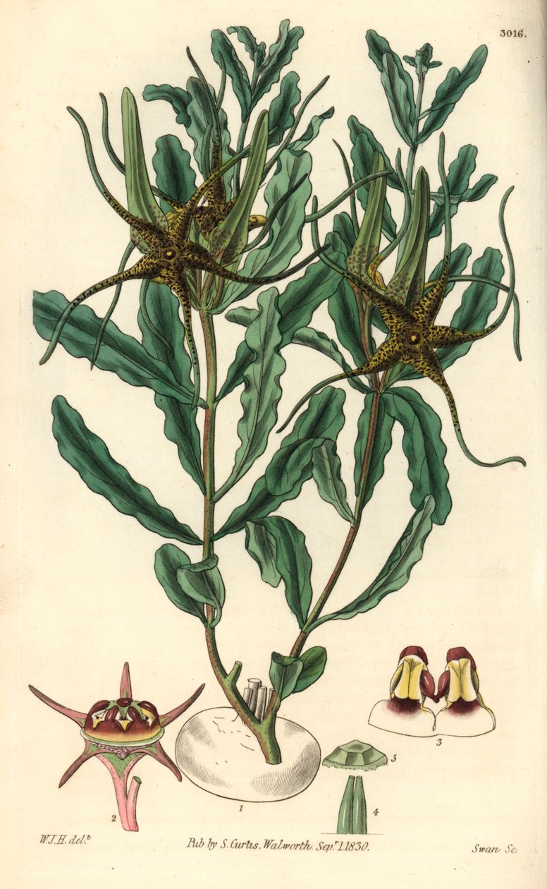 Brachystelma (Brachystelma crispum) 的变种 - 威廉-杰克逊-胡珀（William Jackson Hooper，1785-1865 年）为威廉-柯蒂斯的植物学杂志绘制的插图，斯旺雕刻。 作者 未知艺术家
