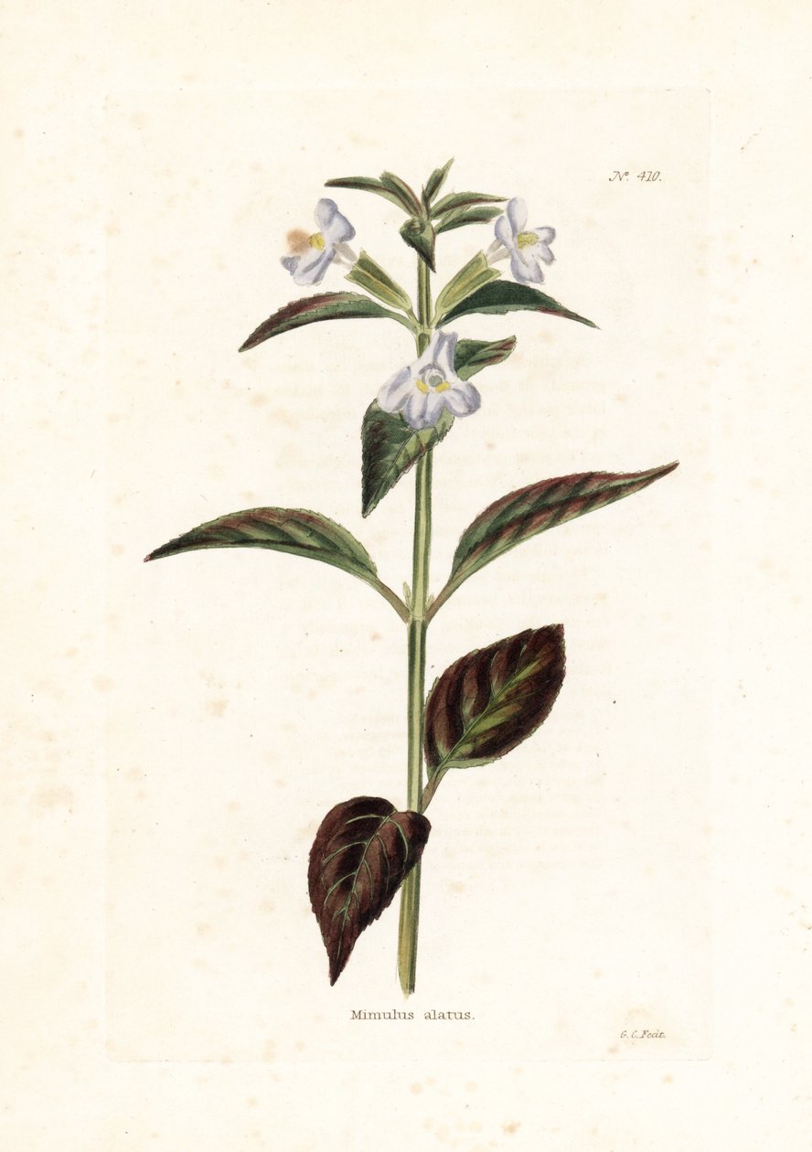 Variete de mimule--乔治-库克为英国杂志《Conrad Loddiges》（1738-1826 年）绘制的石版画 作者 未知艺术家