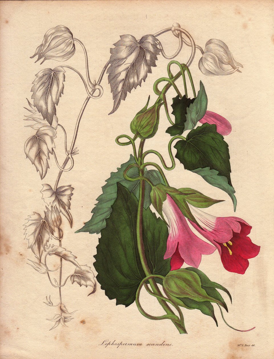 Lophospermum（L.Scandens）的变种，攀援生长，开粉色和紫色花。贝茨先生发现的物种，在墨西哥的灌木丛中非常普遍。这种植物是查尔斯-泰勒（Charles Tayleure）的收藏品，曾出现在里夫的植物园中。 作者 未知艺术家