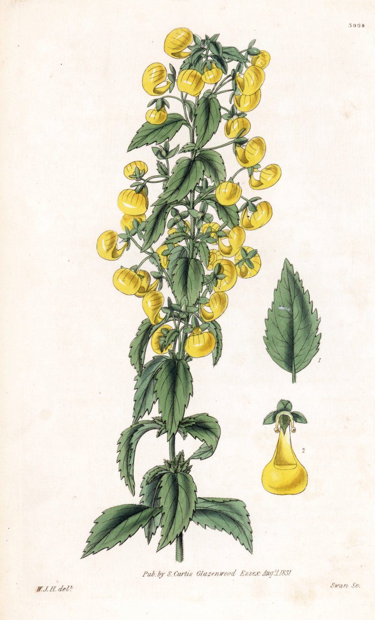 窄叶拖鞋草的变种，Calceolaria angustiflora。斯旺根据威廉-杰克逊-胡克尔的插图绘制的手工彩色铜版画，选自塞缪尔-柯蒂斯的《植物杂志》，伦敦 作者 未知艺术家