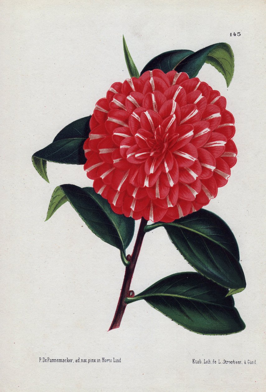 被称为 Caprioli 的杂交骆驼花变种，花朵红中带白（Camellia japonica, Thea japonica）。由 P.de Pannemaeker 绘制插图，比利时根特的 L.Stroobant 进行石版印刷，发表于《L