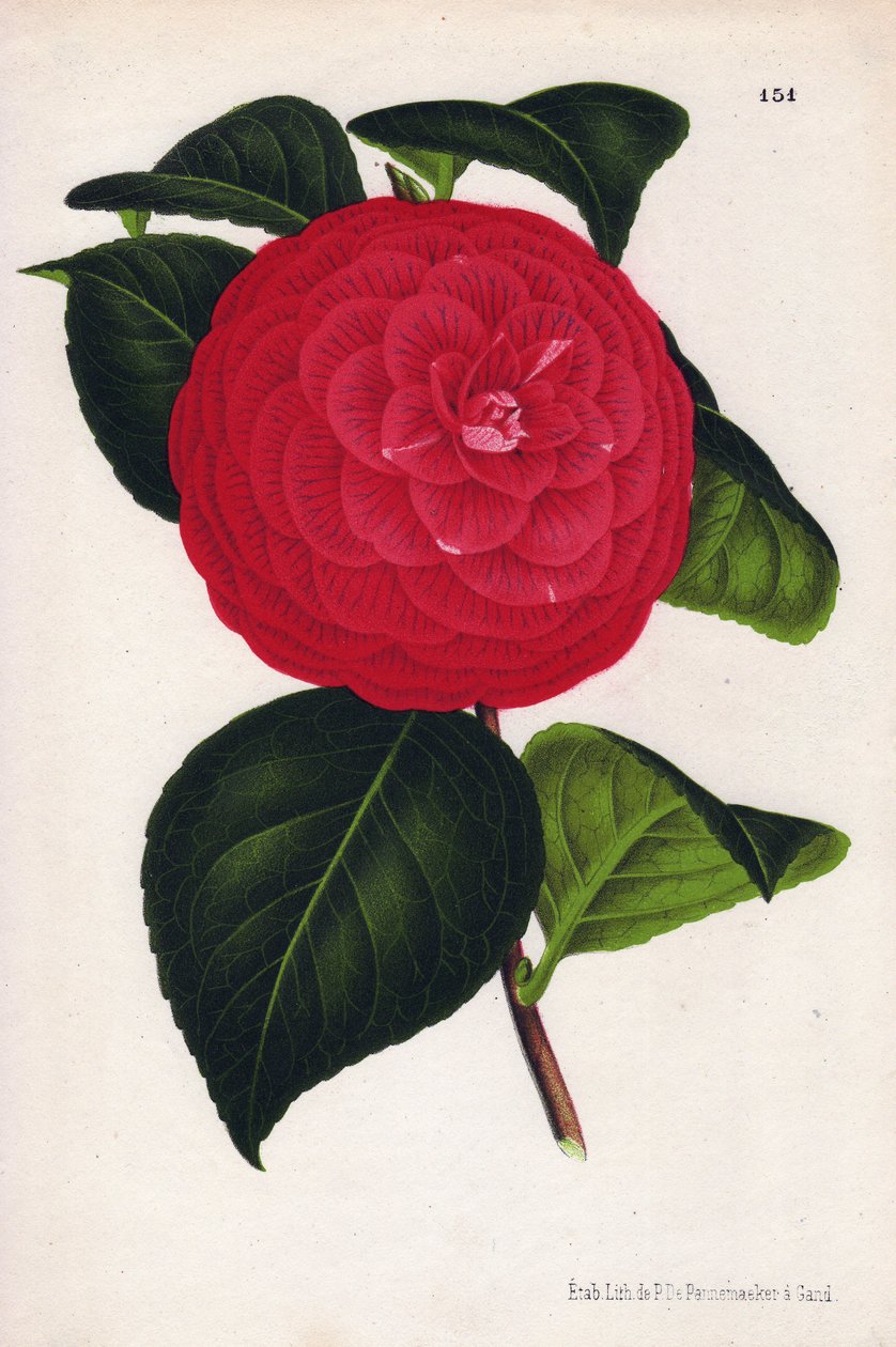 名为 Marchesa Davia 的杂交骆驼花变种（Camellia japonica, Thea japonica），红色花朵上有深红色脉络。P.de Pannemaeker 创作的色版画，1880 年左右在根特（比利时）出版，载于 Jean Linden 的《园艺插图》（1）。 作者 未知艺术家