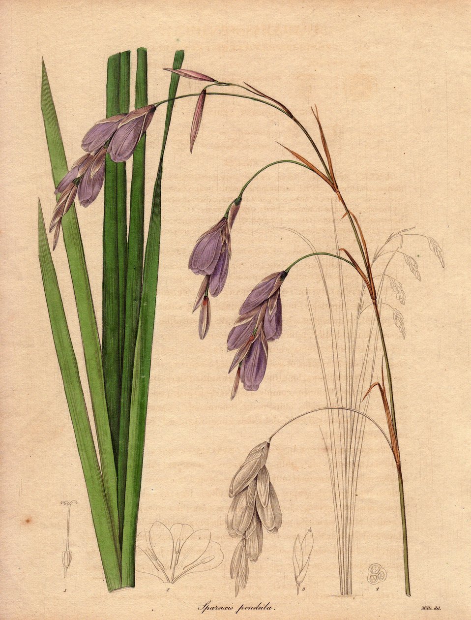 鸢尾花（Sparaxis pendula）的变种，被称为哈勒奎因花，原产于南非，悬垂的花朵呈淡紫色。 作者 未知艺术家