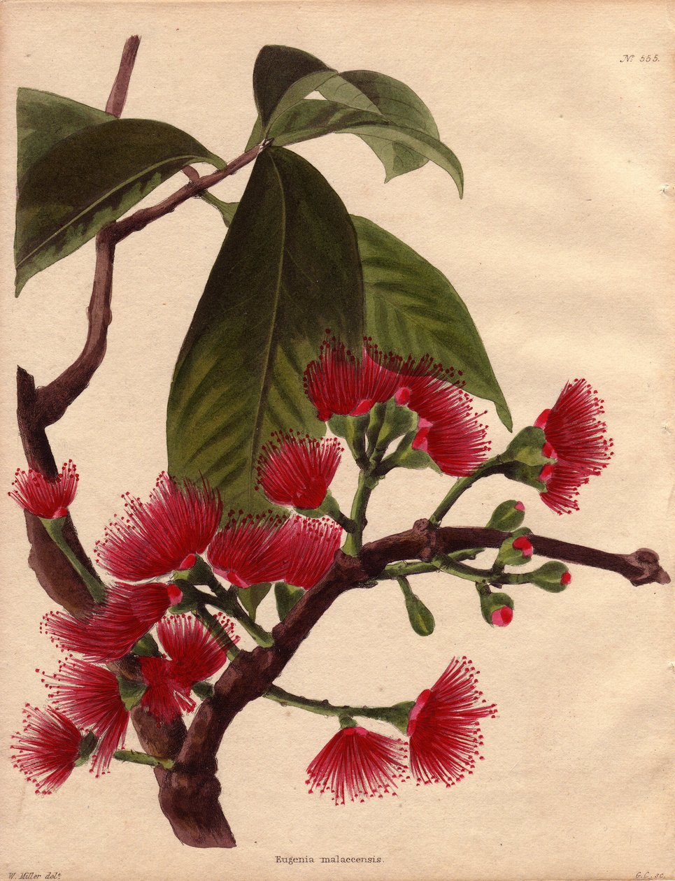 荸荠或粉红苹果的变种，开深红色花（Eugenia malaccensis）。原产马来西亚的热带植物。这里所代表的物种并不局限于马六甲底特律（马来西亚），而是分布于印度各地和印度洋的大多数岛屿。 作者 未知艺术家