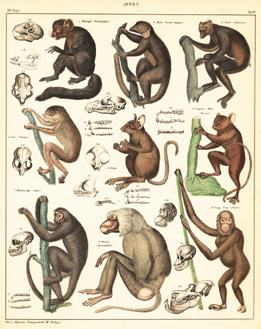 猿类的变种。1841年（石版画） 作者 未知艺术家
