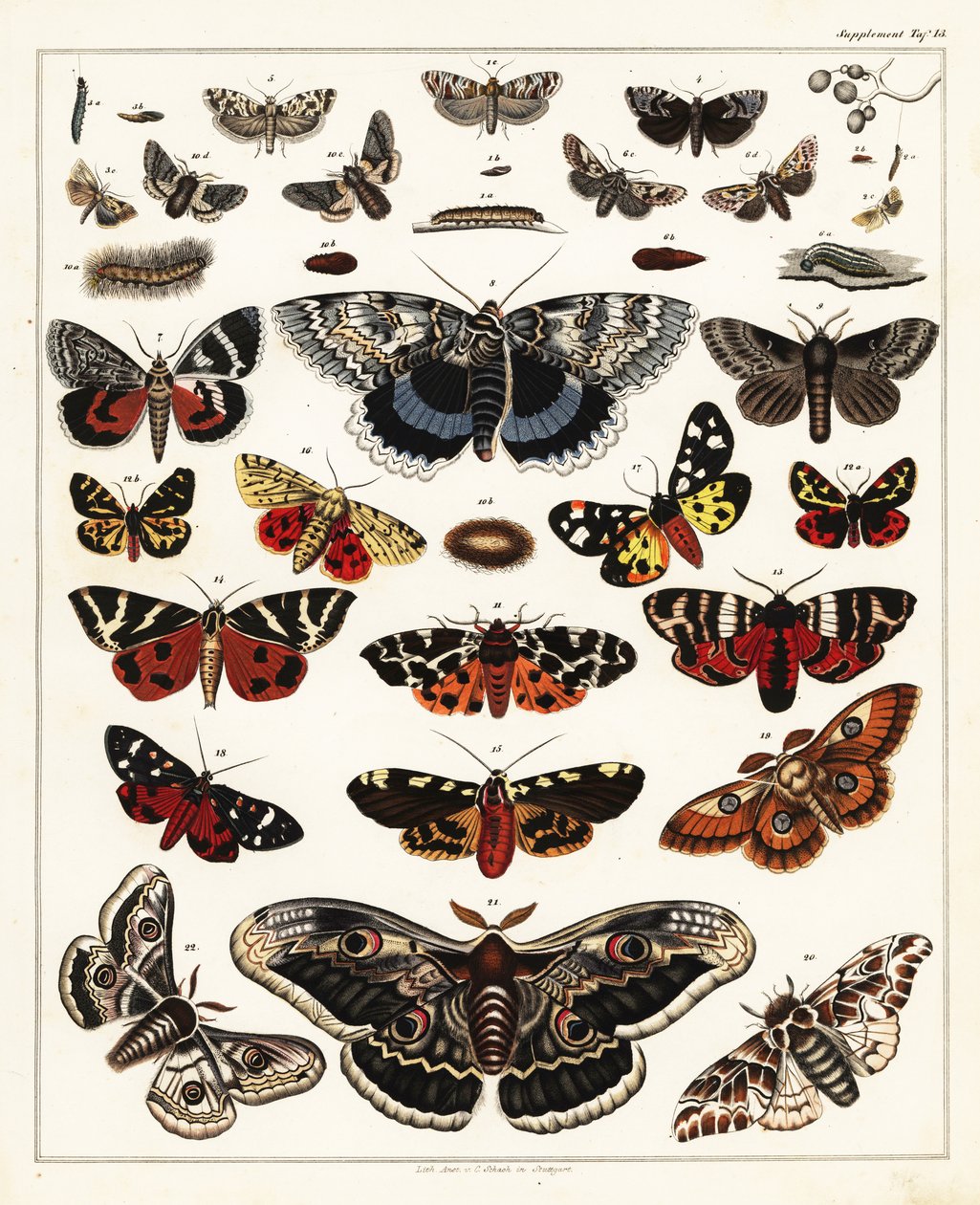 蝴蝶、飞蛾等的种类，1841 年（石版画） 作者 未知艺术家