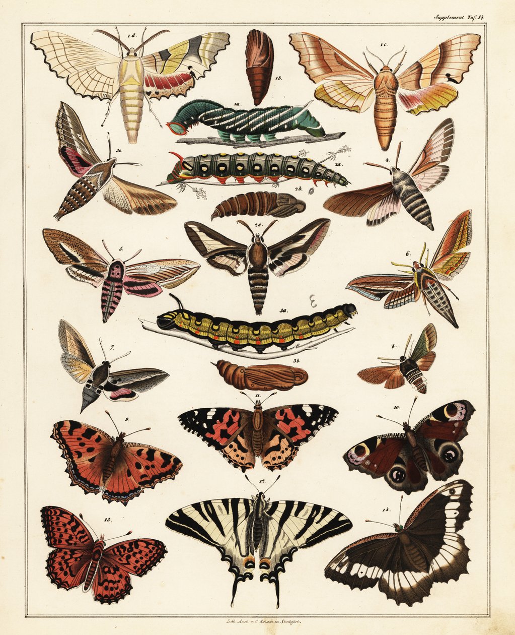 蝴蝶、飞蛾等的种类，1841 年（石版画） 作者 未知艺术家