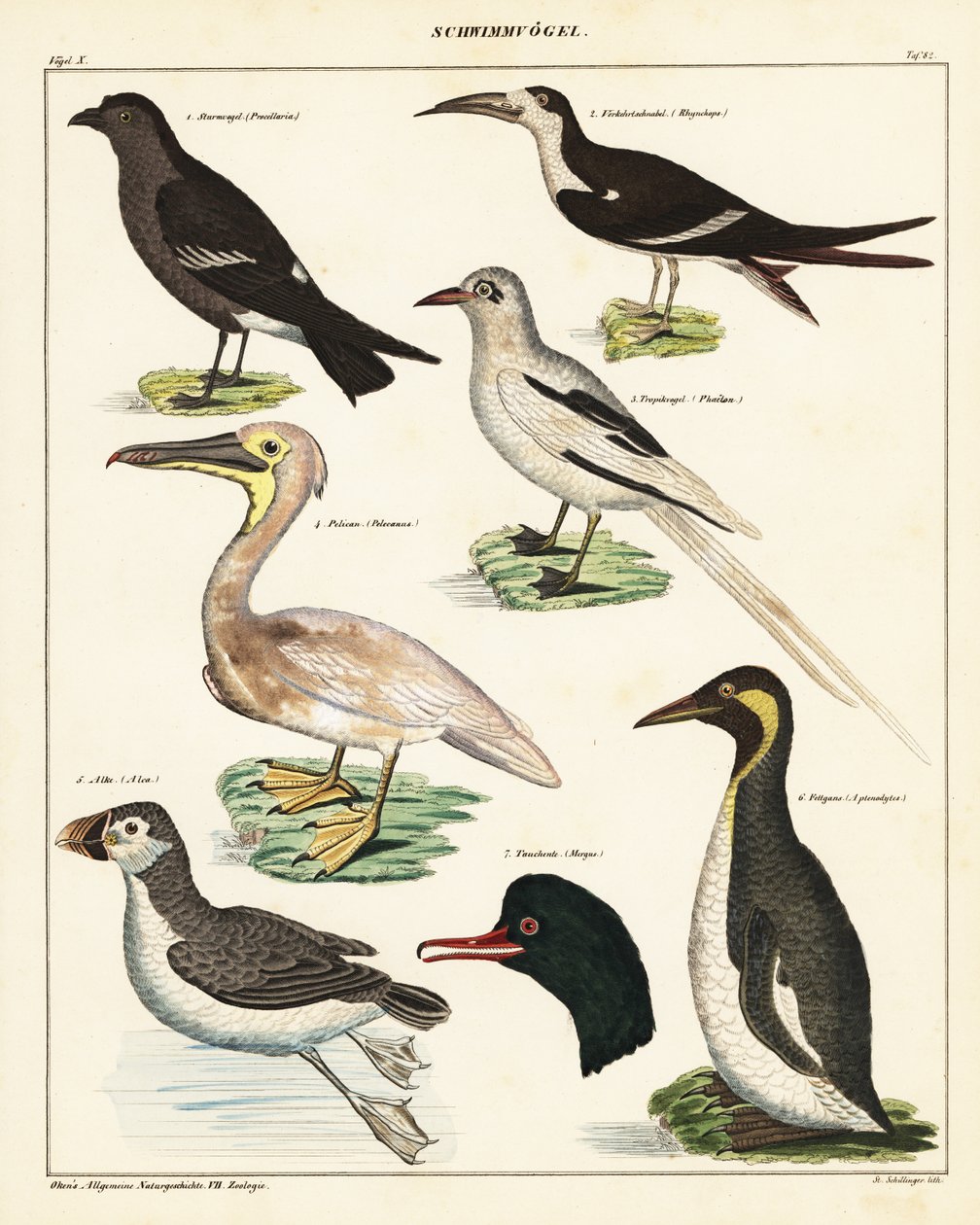 海鸟的种类。 ,1841（石版画） 作者 未知艺术家