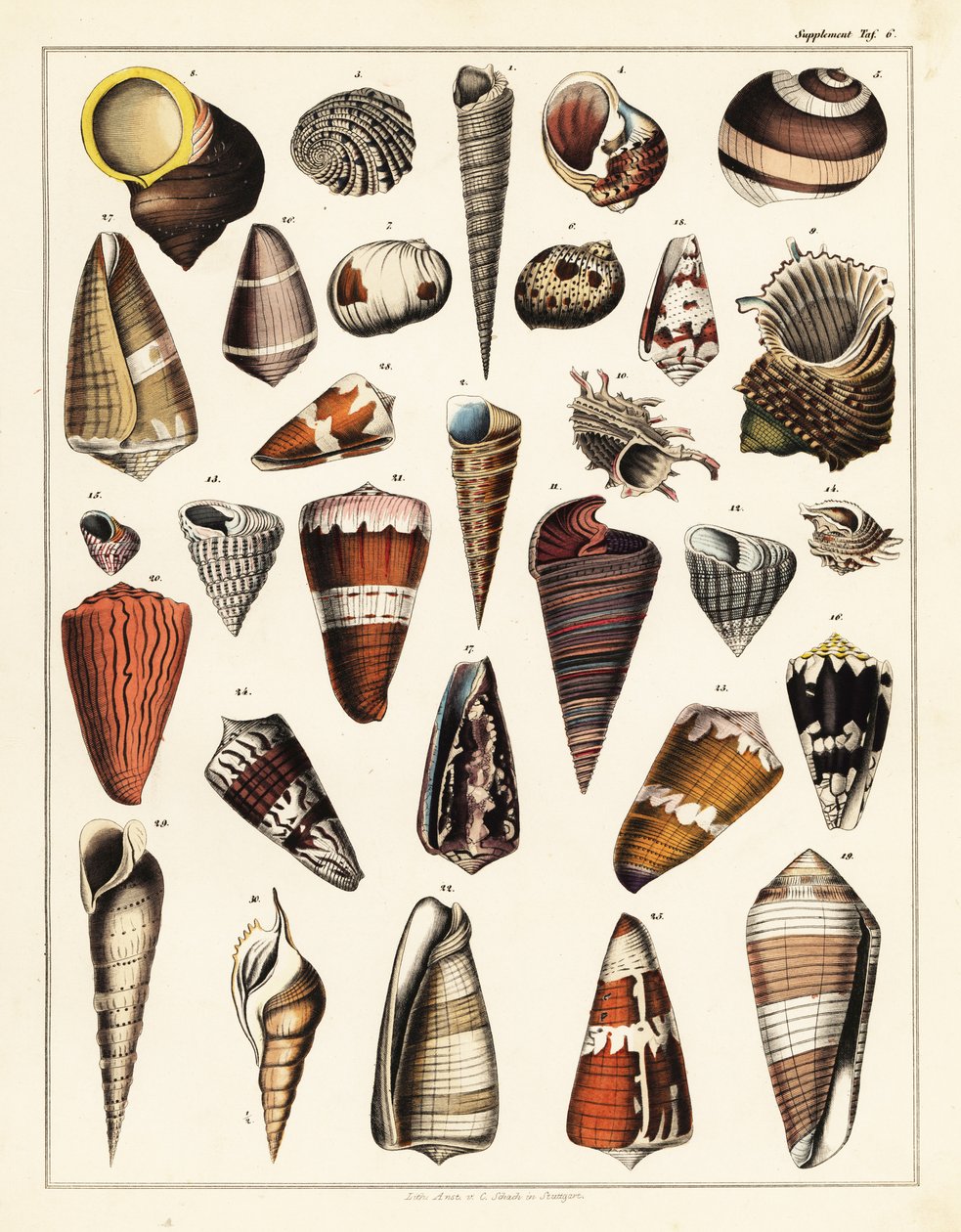 贝壳、软体动物的种类，1841 年（石版画） 作者 未知艺术家