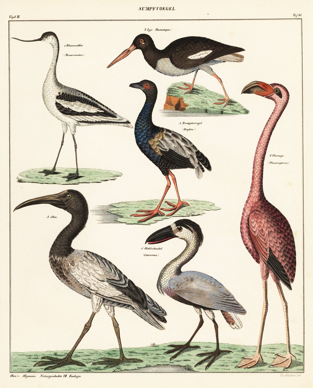涉水鸟的种类。1841年（石版画） 作者 未知艺术家