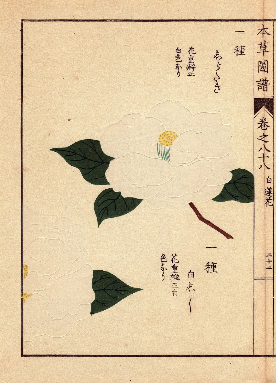 来自日本的骆驼花品种（Thea japonica Nois）：白色花朵的 Shirataki 和 Shiroshishi。Eau forte en couleurs》是岩崎宽年（1786-1842 年）的木刻作品，他是植物学家、昆虫学家和日本动物学家，1884 年发表于《本藏画报》，是一本图文并茂的指南。 作者 未知艺术家