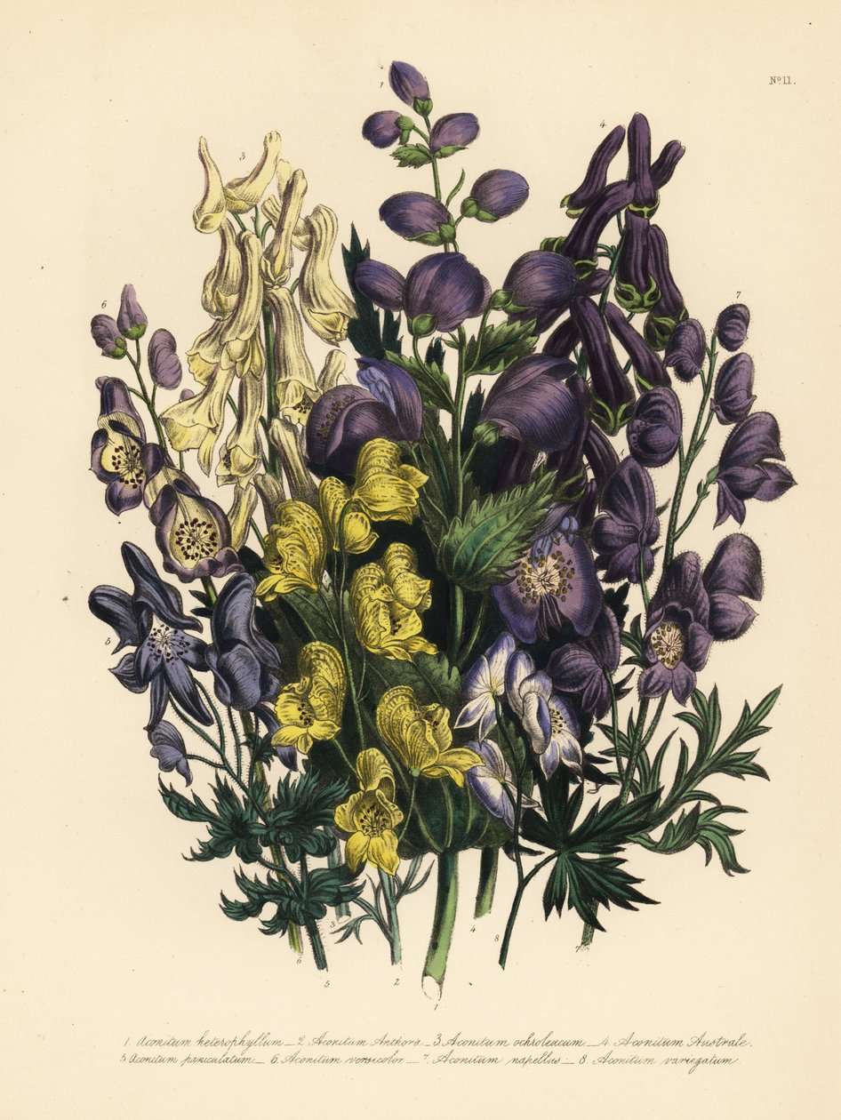 变叶僧帽草（Aconitum heterophyllum）、黄僧帽草（A. anthora）、浅黄僧帽草（A. ochroleucumum）、喀尔巴阡紫狼尾草（Carpathian purple wolfsbane）、慌张僧帽草（A. paniculatum）、A. versicolor、普通僧帽草（A. napellus）和 A. variegatum。手掌 作者 未知艺术家