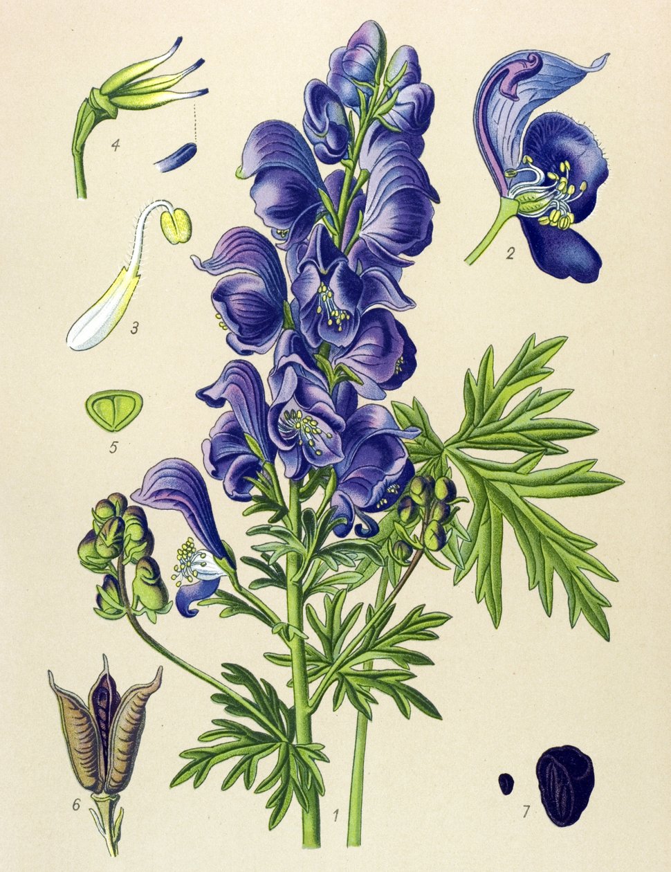 静脉（有毒）和药用植物：乌头 (Aconitum napellus) 作者 未知艺术家