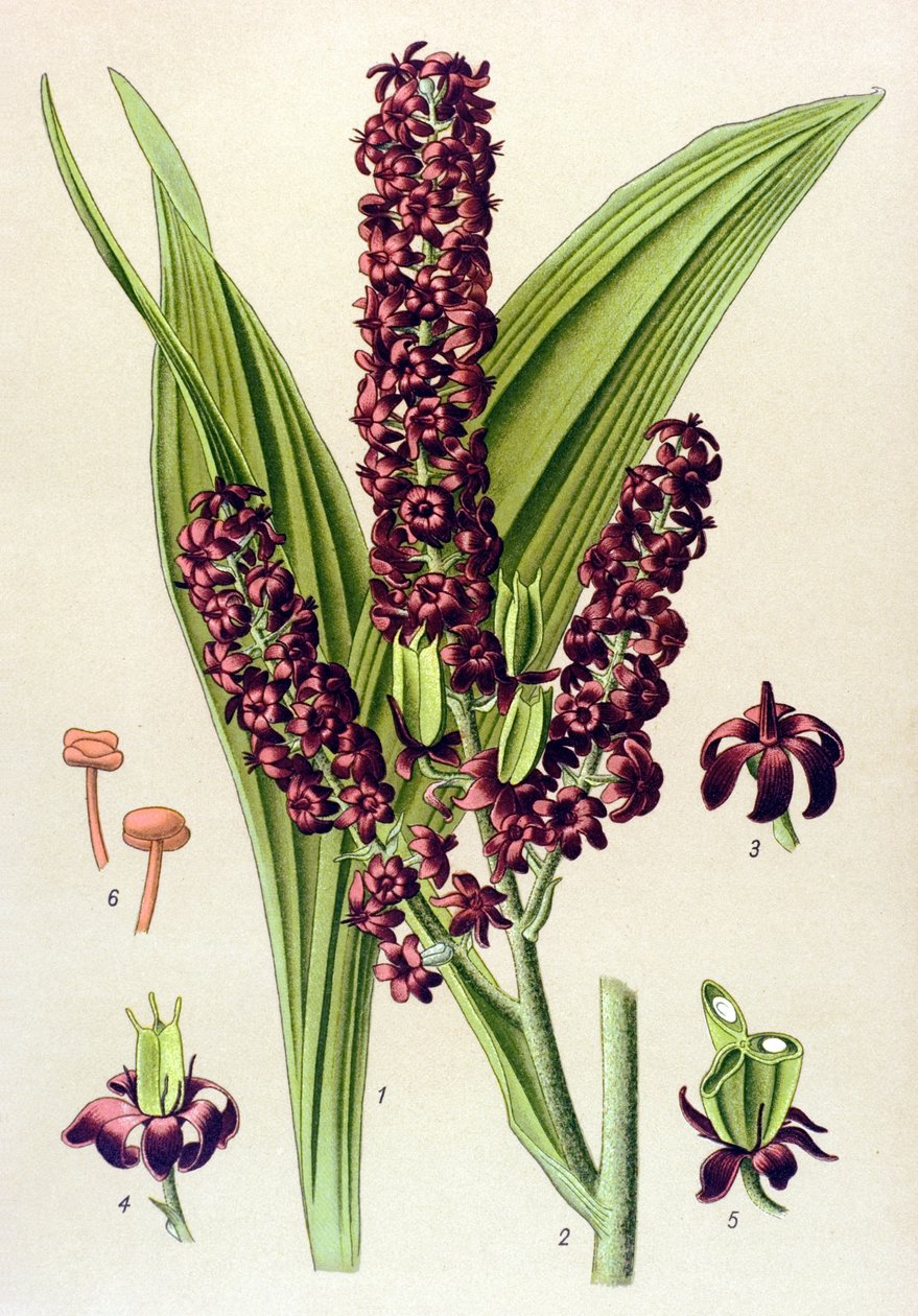 静脉植物（有毒）黑马鞭草（Veratrum nigrum） 作者 未知艺术家