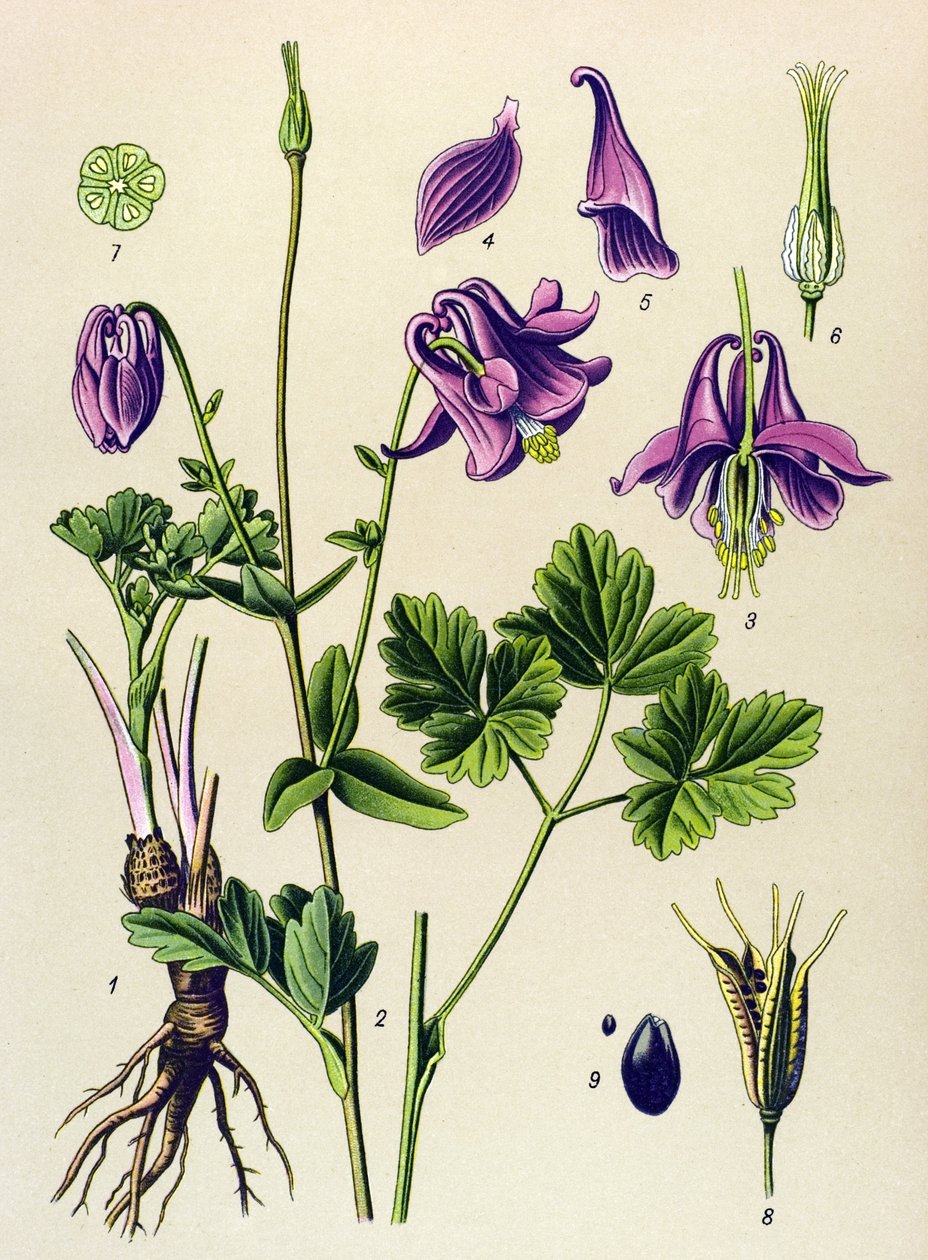 有毒植物（有毒）：普通安科利亚（Aquilegia vulgaris） 作者 未知艺术家