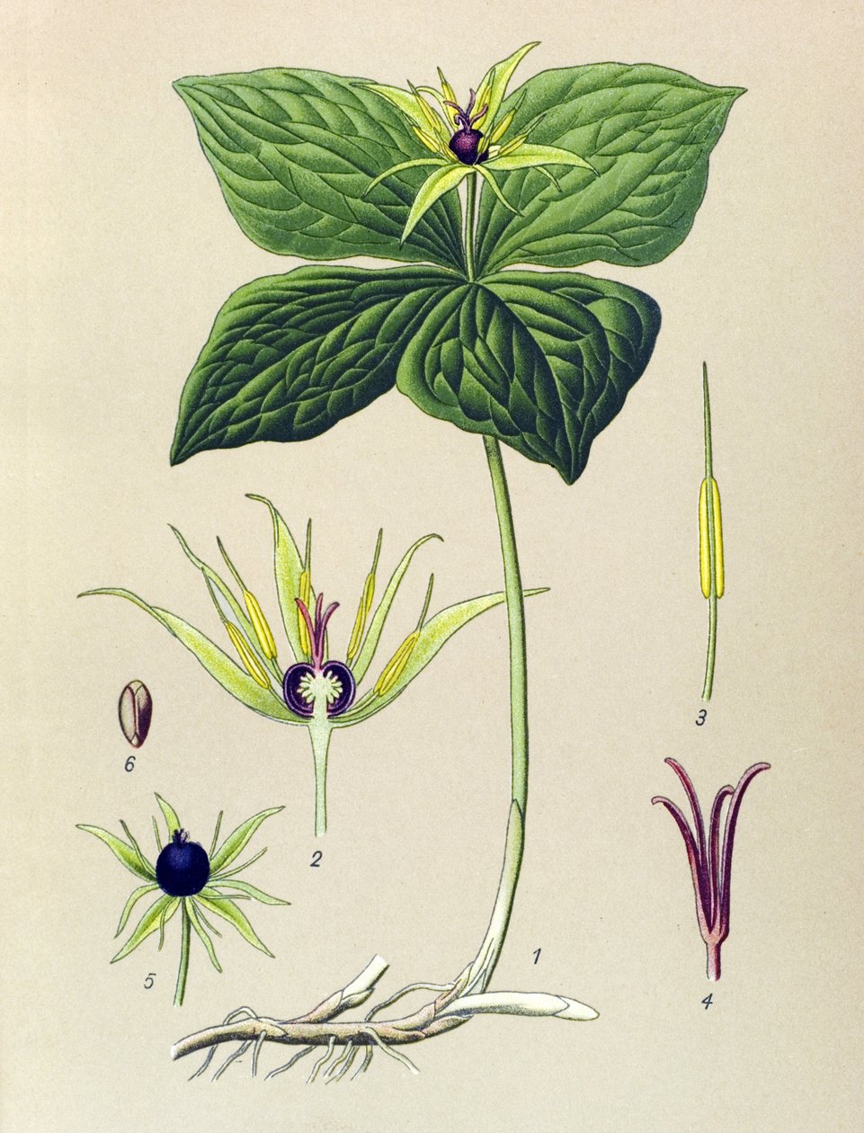 静脉植物（有毒）四叶巴黎（Paris quadrifolia） 作者 未知艺术家