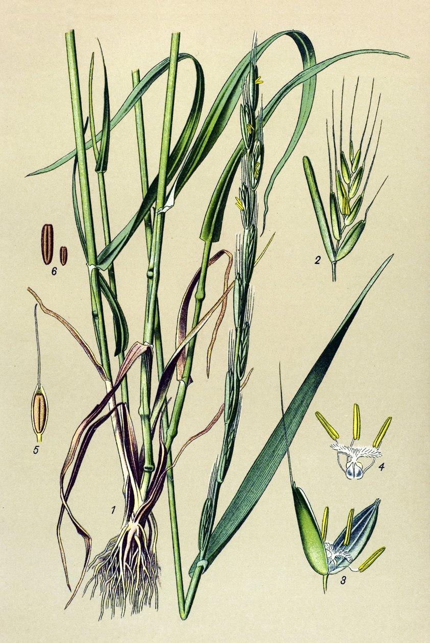 Venenous plant (toxic): intoxicating chaff (Lolium temulentum) 作者 未知艺术家