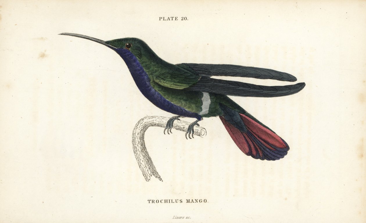 Veraguan mango，Anthracothorax veraguensis（芒果蜂鸟，Trochilus mango）。William Lizars 的手绘钢板雕刻出自 William Jardine 爵士的《博物学家图书馆》：鸟类学：蜂鸟》第 2 卷，爱丁堡，W.H. Lizars 著。 作者 未知艺术家