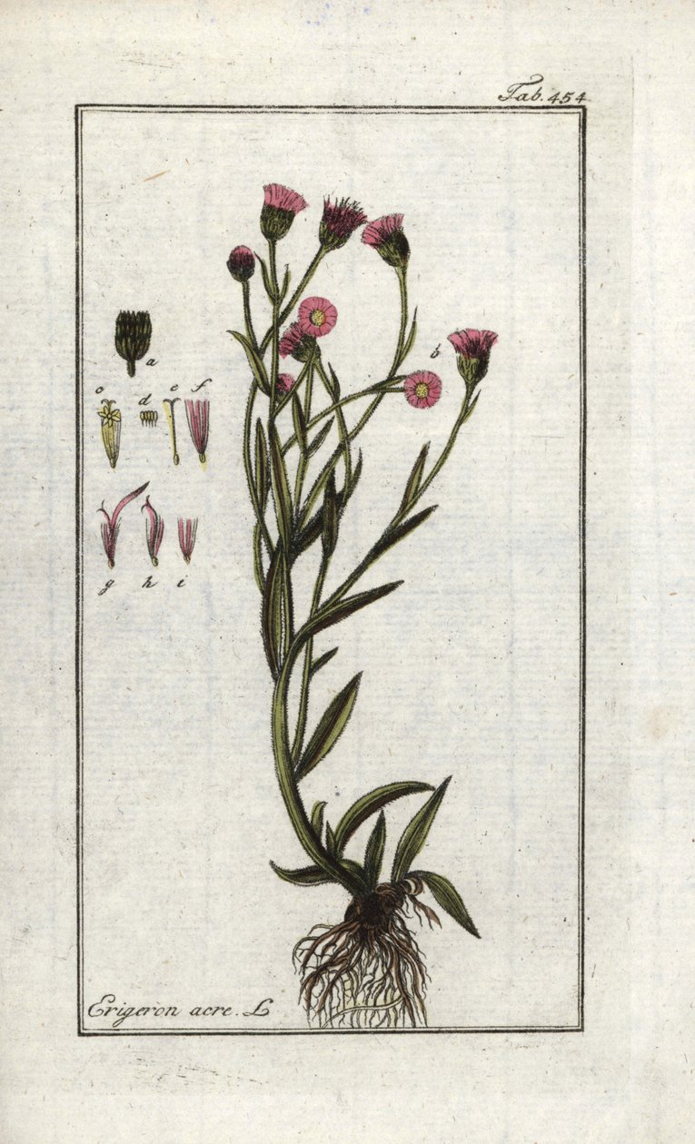 荨麻（Erigeron acris）。石版画，选自约翰内斯-佐恩（1739-1799 年）的 "Artseny-Gewassen 图片"，荷兰 作者 未知艺术家