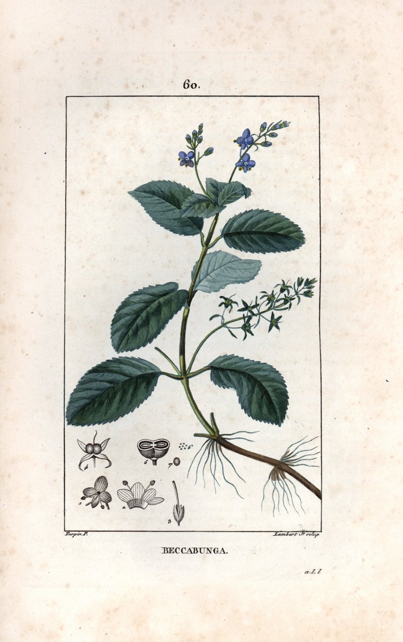 Veronique des ruisseaux ou cress de cheval or salad de chouette - Lambert fils 根据 Pierre Jean Francois Turpin（1775-1840 年）的画作绘制的版画，摘自 La flore medicale，de Chaumeton，Poiret et Chamberet，巴黎，1830 年 - Brooklime 或 European spe 作者 未知艺术家