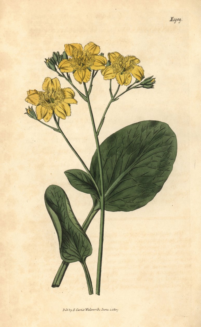 Villardie - Villarsia ovata（椭圆叶斗篷豆，Menyanthes ovata）。约翰-西姆斯的《柯蒂斯植物杂志》中的手绘植物雕刻，伦敦，库奇曼 作者 未知艺术家