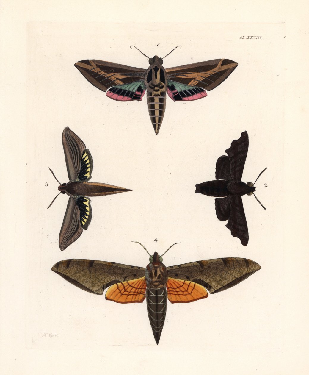 Vine sphinx moth, Eummorpha vitis 1、massful sphinx, Enyo lugubris 2、tersa sphinx, Xylophanes tersa 3 和 streaked sphinx, Proambulyx strigilis 4。 作者 未知艺术家