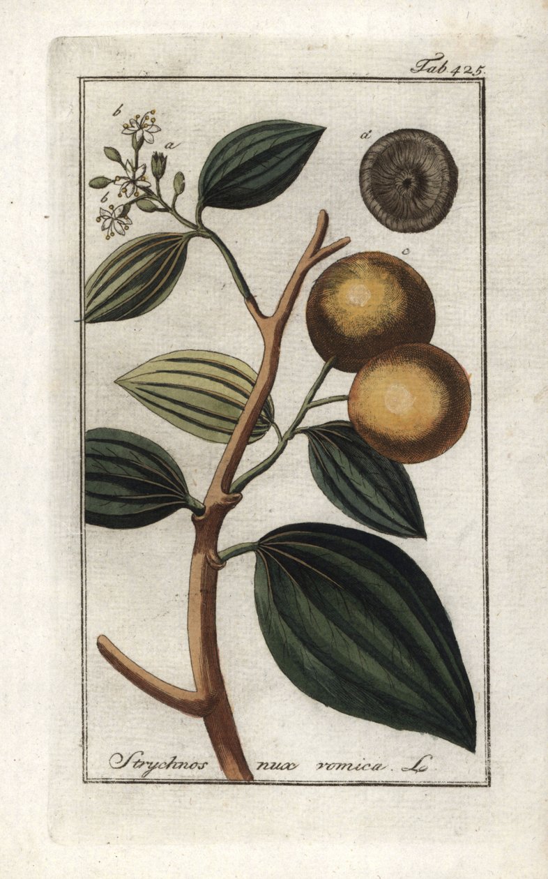 Vomiker (Strychnis nux-vomica)。约翰内斯-佐恩（Johannes Zorn，1739-1799 年）"Afbeelding der Artseny-Gewassen "中的石版画，荷兰 作者 未知艺术家
