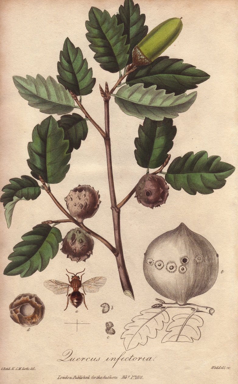 威尔士橡树（Quercus infectoria）--威廉-克拉克为约翰-斯蒂芬森和詹姆斯-莫尔斯-丘吉尔的《医学植物学，伦敦、爱丁堡和都柏林药用植物描述》绘制的浓水插图，约翰-丘吉尔于 2008 年在伦敦出版。 作者 未知艺术家
