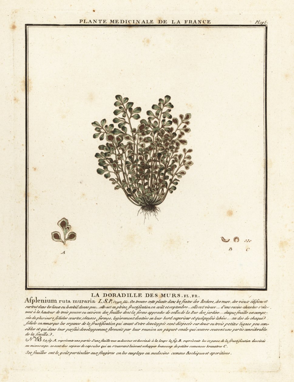 墙芸香，Asplenium ruta-muraria。 作者 未知艺术家