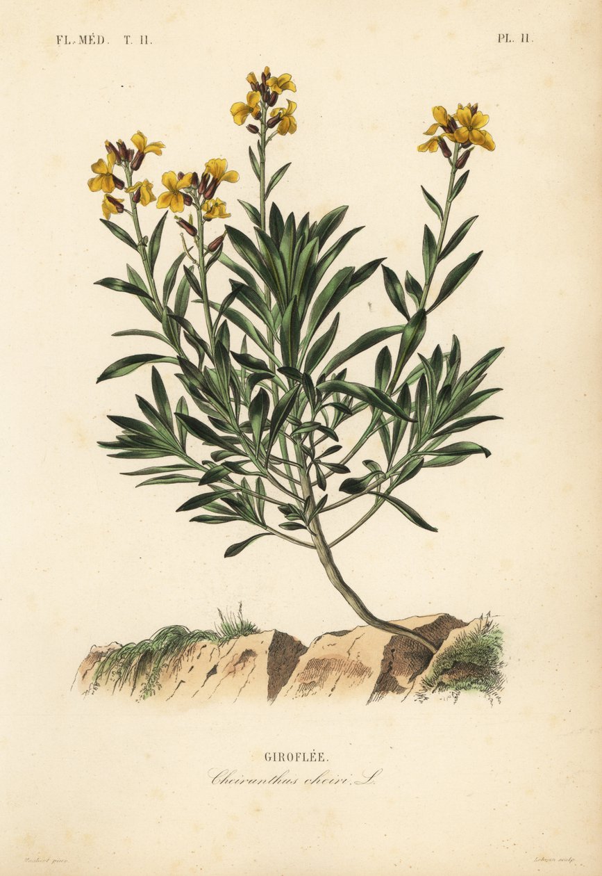 壁花、Erysimum cheiri、Cheiranthus cheiri、Giroflee 作者 不明