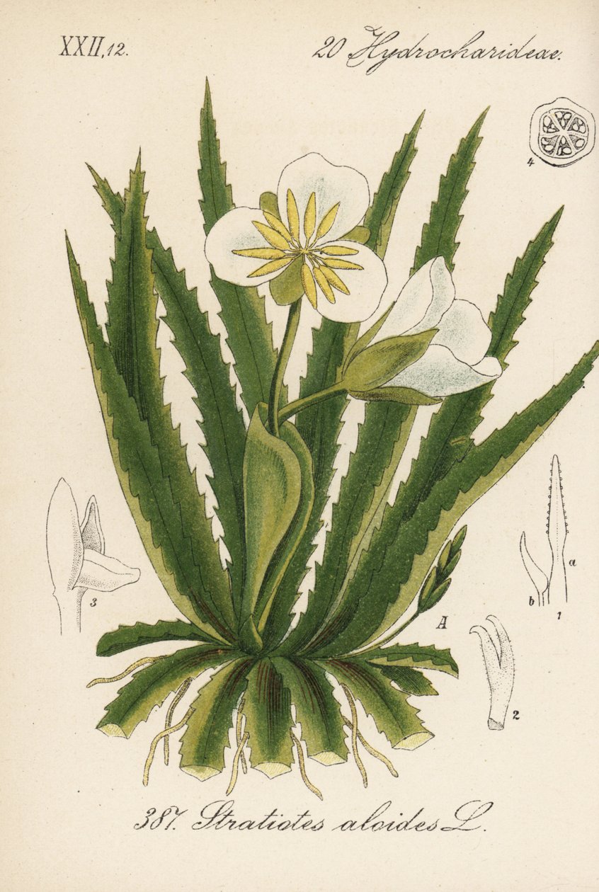 水芦荟 - 水兵，Stratiotes aloides。Diederich von Schlechtendal 的《德国植物》（Flora von Deutschland）中的手工彩色石版画，耶拿 作者 未知艺术家