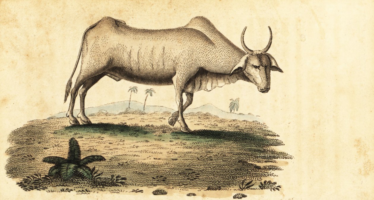 水牛，Bubalus bubalus.，1800（雕刻） 作者 未知艺术家