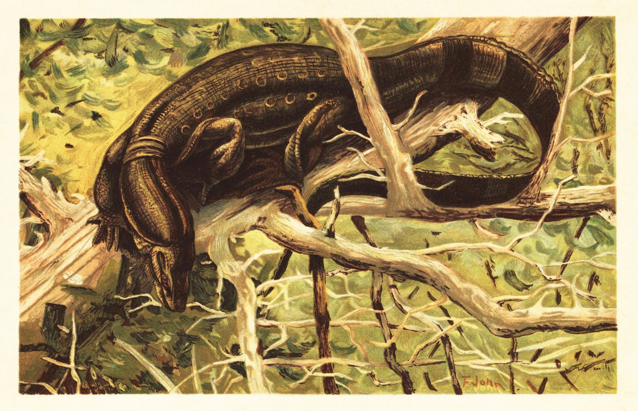 水巨蜥，Varanus salvator。1908 年（石版画） 作者 未知艺术家