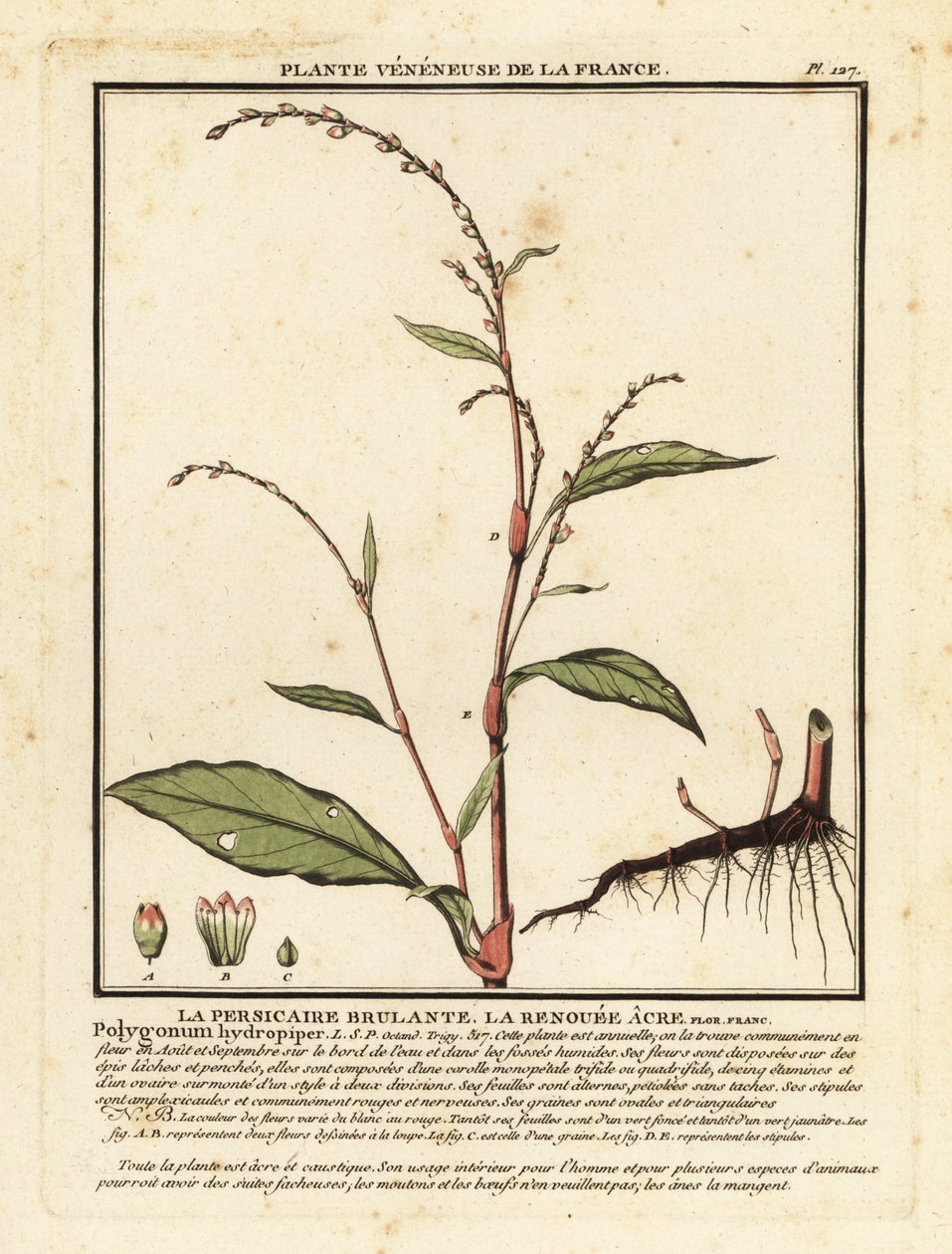 水胡椒（Persicaria hydropiper）。 作者 未知艺术家