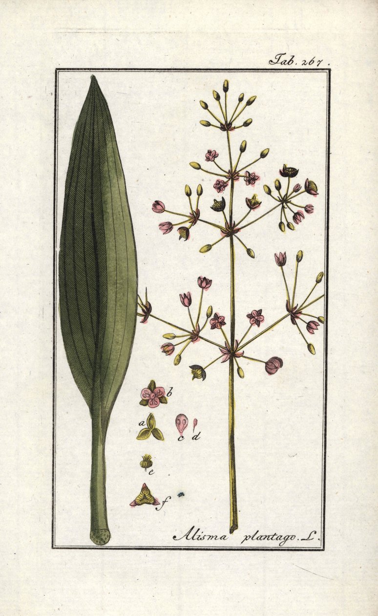 水车前草（Alisma plantago-aquatica）。约翰内斯-佐恩（1739-1799 年）《Afbeelding der Artseny-Gewassen》（药用植物标本馆）中的石版画，荷兰 作者 未知艺术家
