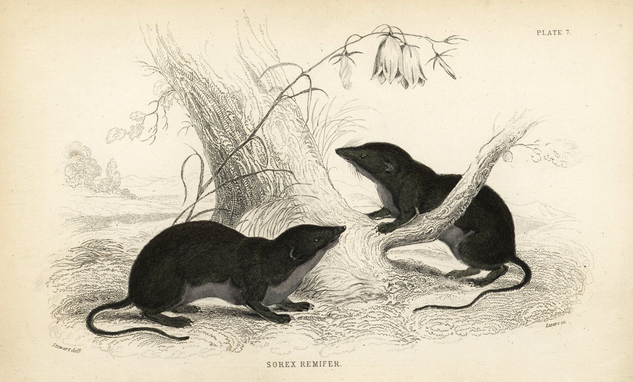 水鼩，Neomys fodiens（Sorex remifer，Sorex fodiens）。Lizars 根据 William Jardine 的《博物学家图书馆》（爱丁堡）中 James Stewart 的插图绘制的手绘钢版画。 作者 未知艺术家