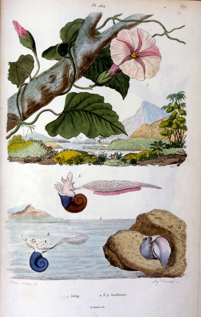 水蜗牛；F. E. Guérin 绘制的植物学和动物学插图。选自 Dictionnaire pittoresque d